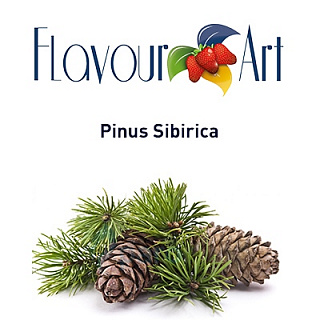 картинка Pinus Sibirica от магазина Paromag 