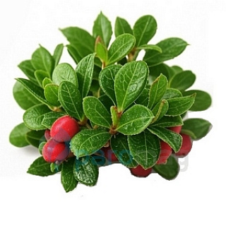 картинка Wintergreen Menthol от магазина Paromag 